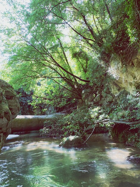 Trees by river in forest