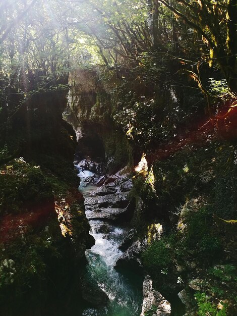 Trees by river in forest