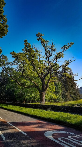 Trees by road against blue sky