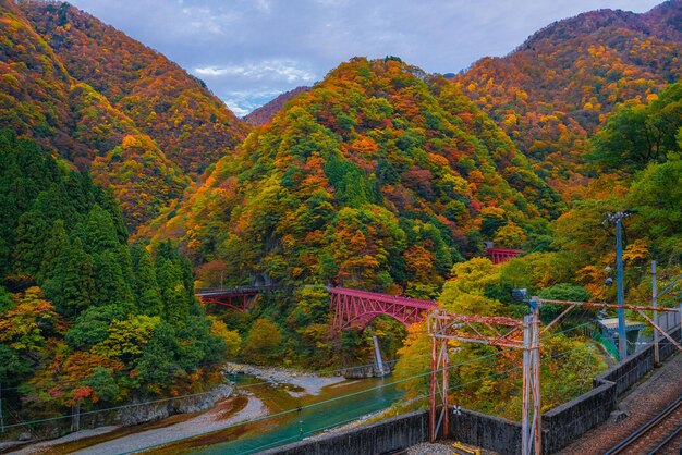 秋の空に照らされた道路の木