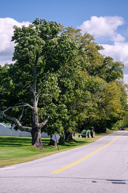 Photo trees by road against sky