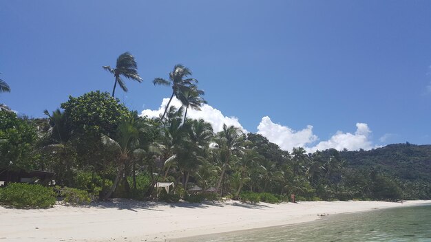 Trees by sea against sky