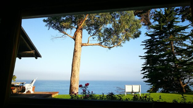 Photo trees by sea against sky