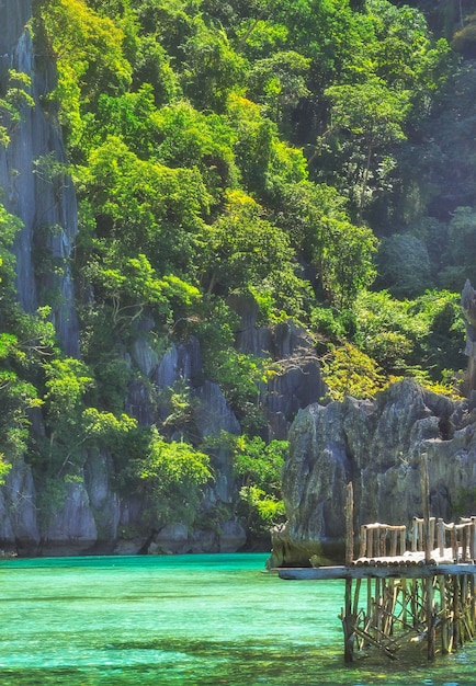 Foto alberi sul mare