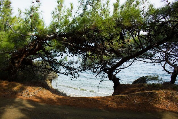 Trees by water