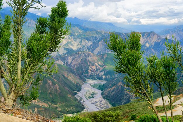 Photo trees and canyon