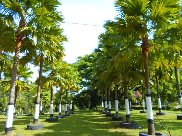 Trees in cemetery against sky