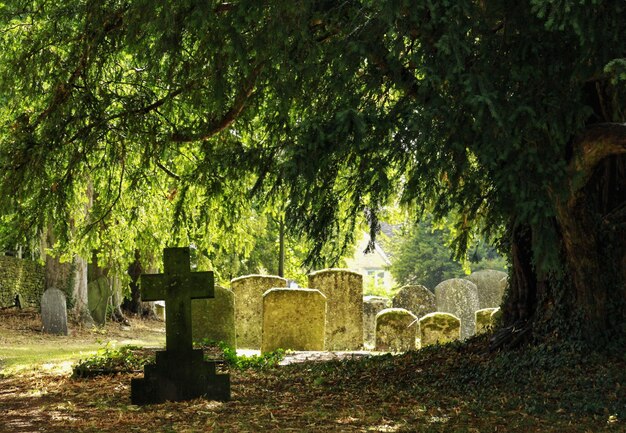 Foto alberi al cimitero