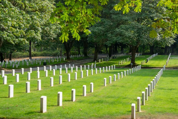 Foto alberi nel cimitero