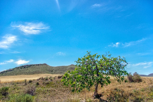 Photo trees on cereal field against blue sky