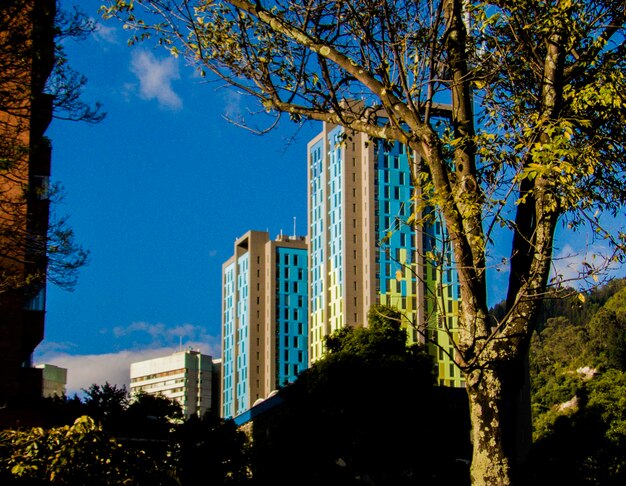 Trees in city against blue sky