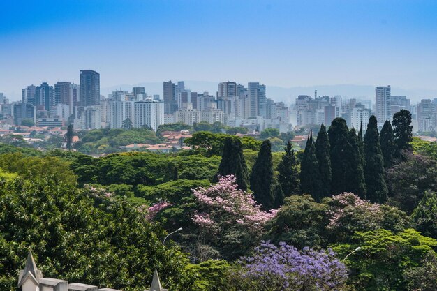 Trees in city against clear sky