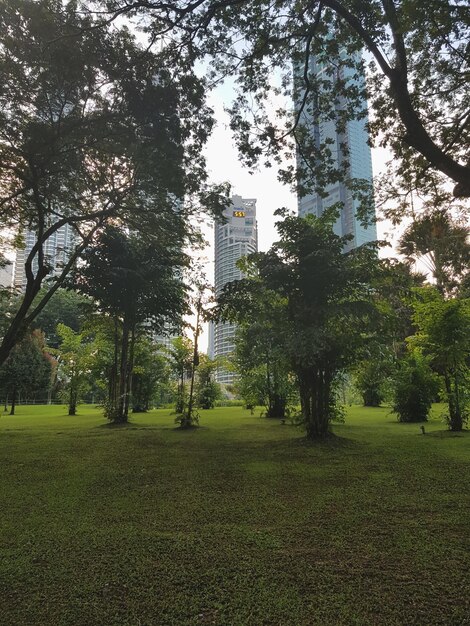 Foto alberi in città