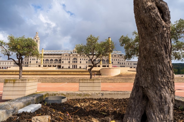 Foto alberi in città