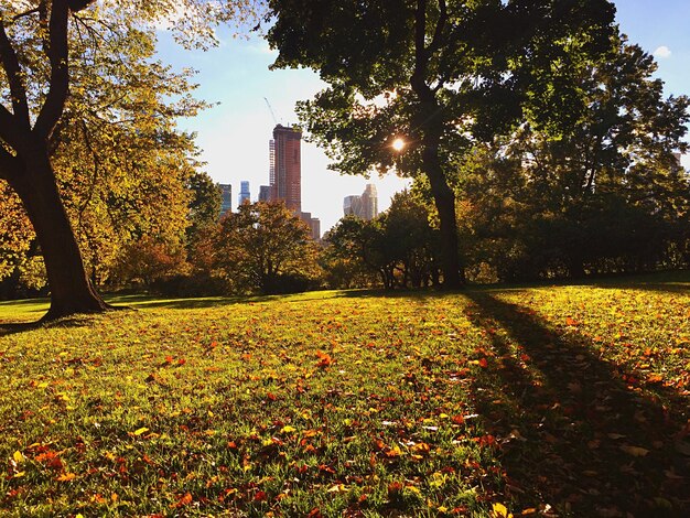 Photo trees in city