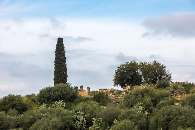 Foto alberi e cielo nuvoloso