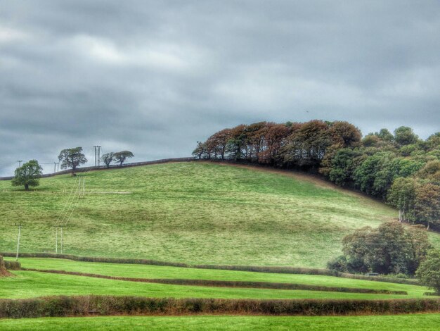 Foto alberi nel paesaggio rurale