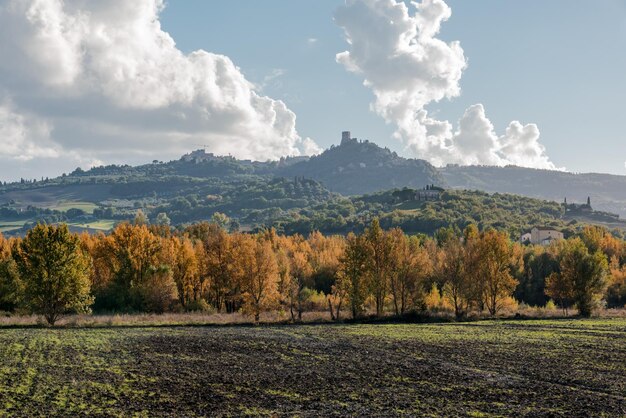 Trees on countryside landscape