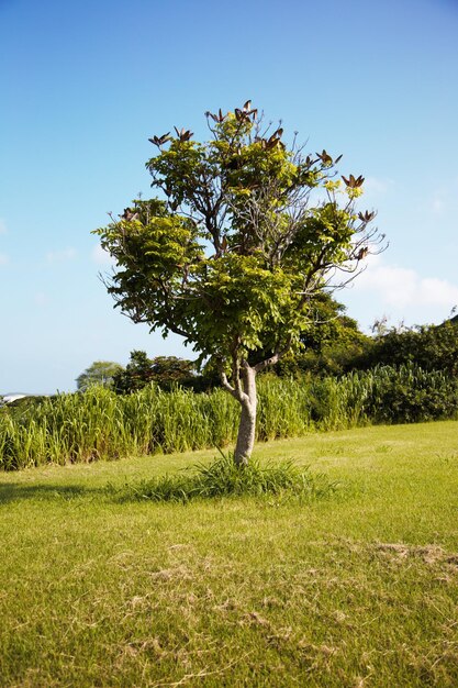 Foto alberi nel paesaggio rurale