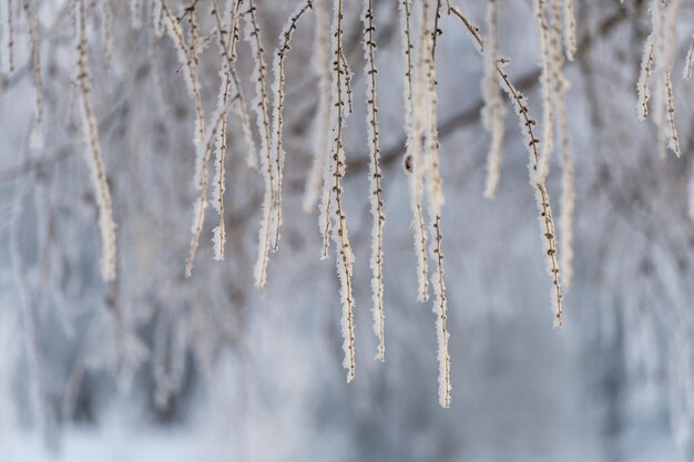 Trees covered in snow in frosty weather on a sunny day closeup