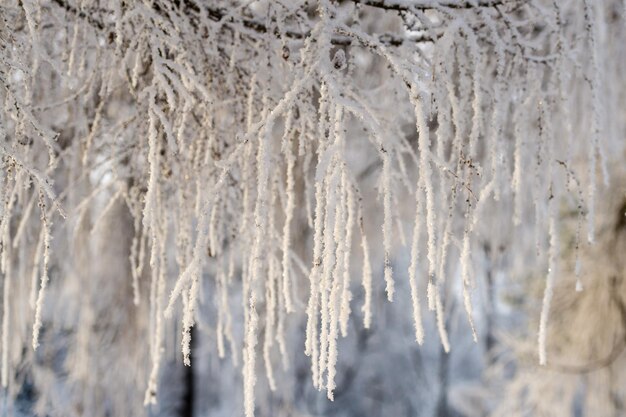 Photo trees covered in snow in frosty weather on a sunny day closeup