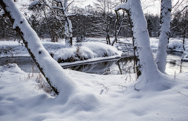 晴れた凍るような日に流れる川を背景に新雪に覆われた木々