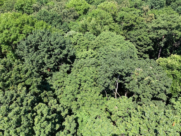 Trees covered with green foliage in summer