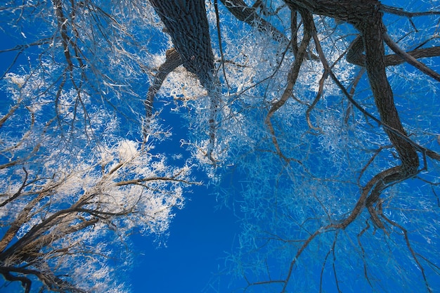 Trees covered with hoarfrost against the sky