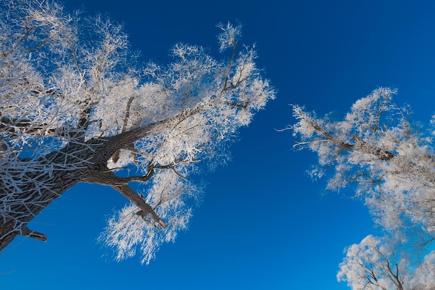 Trees covered with hoarfrost against the sky