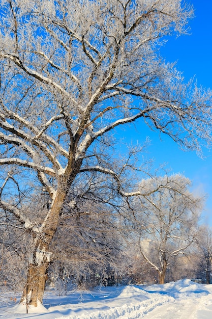 Trees covered with hoarfrost in park on sunny winter day