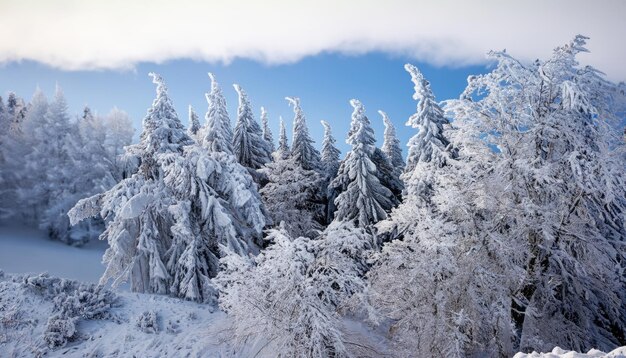 Trees covered with hoarfrost and snow in the mountains