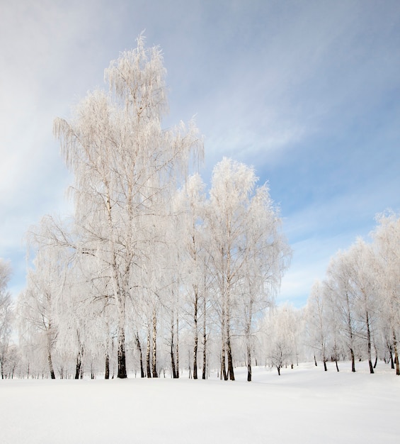 Gli alberi coperti di brina in una stagione invernale.