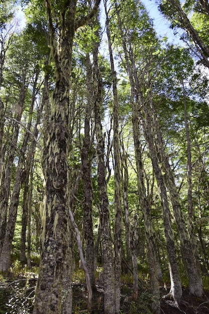 アルゼンチンのサンカルロスデバリローチェ国立公園のアラヤネス国立公園の森で苔で覆われた木々