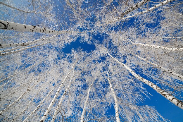 空を背景に雪に覆われた木々