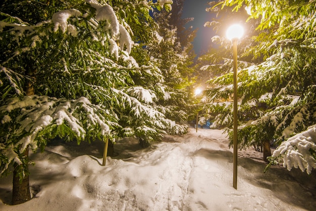 雪に覆われた木々、暗い空、雪の中で輝くランタン