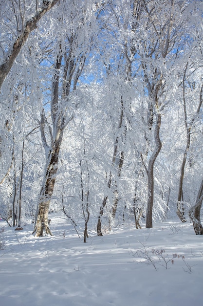 사진 sabaduri 숲, 겨울 풍경에 눈으로 덮인 나무. 그루지야