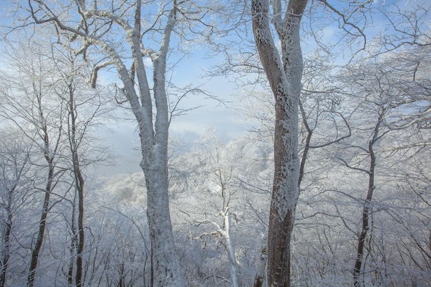 Trees covered with snow in Sabaduri forest, winter landscape. Georgia