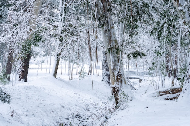 trees covered with snow in shekvetili park. winter landscape