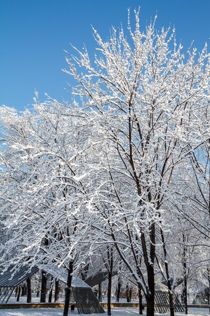 Trees covered with snow in snowbound city park in winter. Winter cityscape