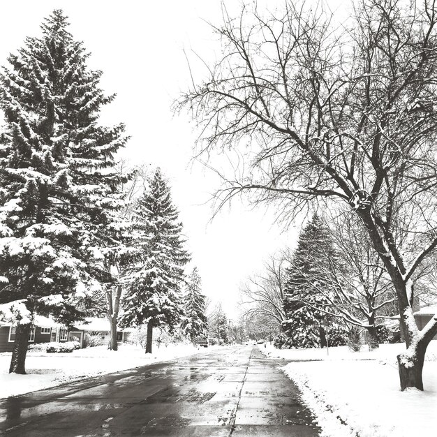 Foto alberi coperti di neve