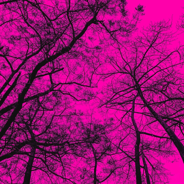 The trees creative pink background