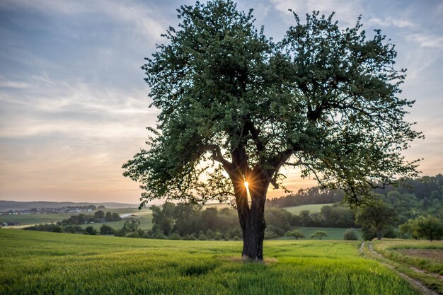 Photo trees and crops on field against sky during sunset