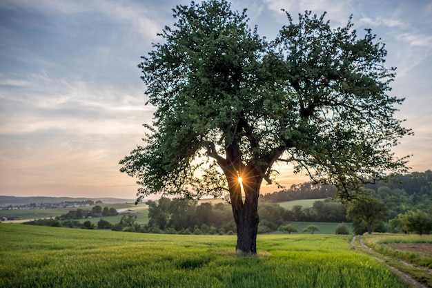 trees and crops on field against sky during sunset