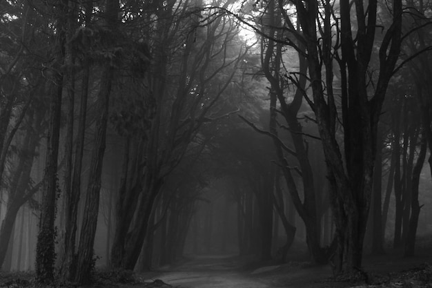 Photo trees in dark forest