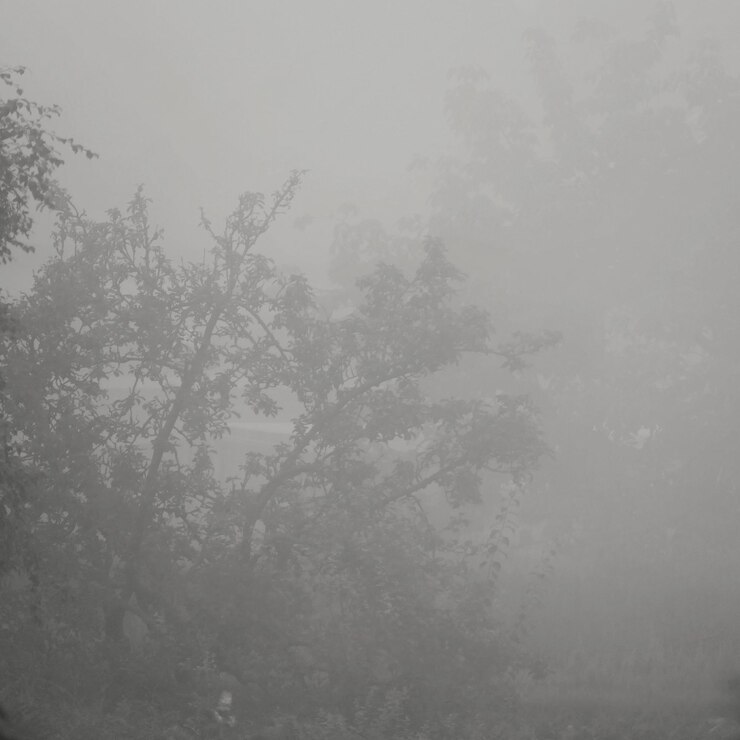 Photo 暗の木々