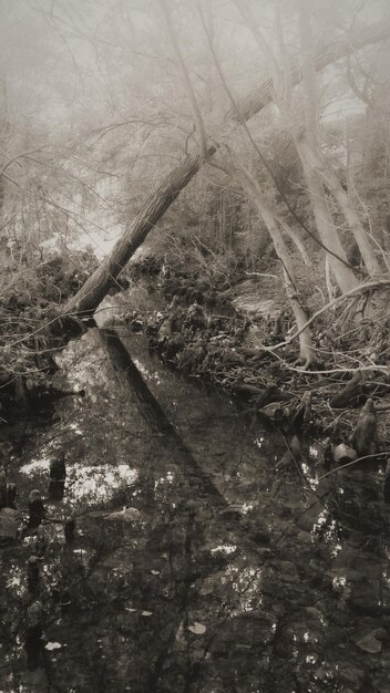 Photo trees in the dark