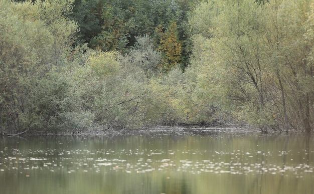 trees dense vegetation on the lake