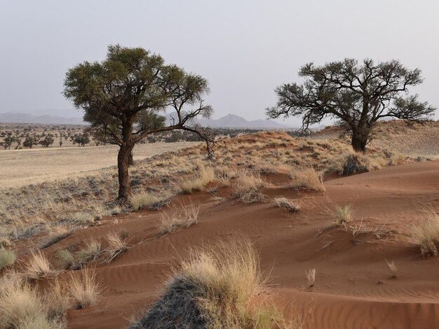 Foto alberi nel deserto contro il cielo