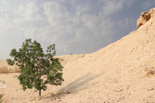 Foto alberi nel deserto contro il cielo