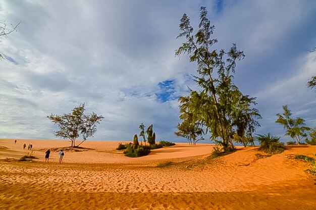 Foto alberi nel deserto contro il cielo